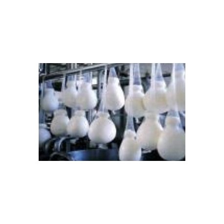 Caciocavallo - Scamorzone Fresco