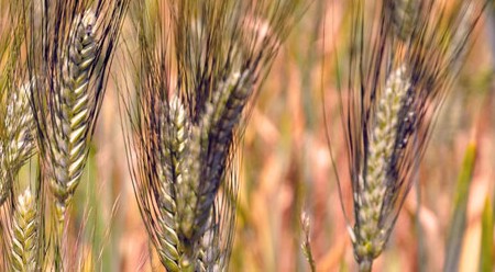 Grano senatore Cappelli